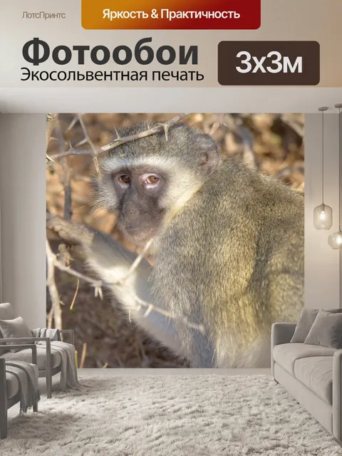 Фотообои Обезьяна