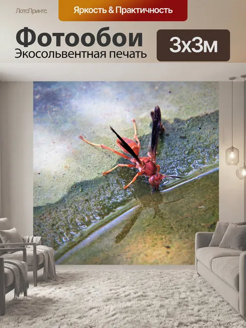 Фотообои Оса