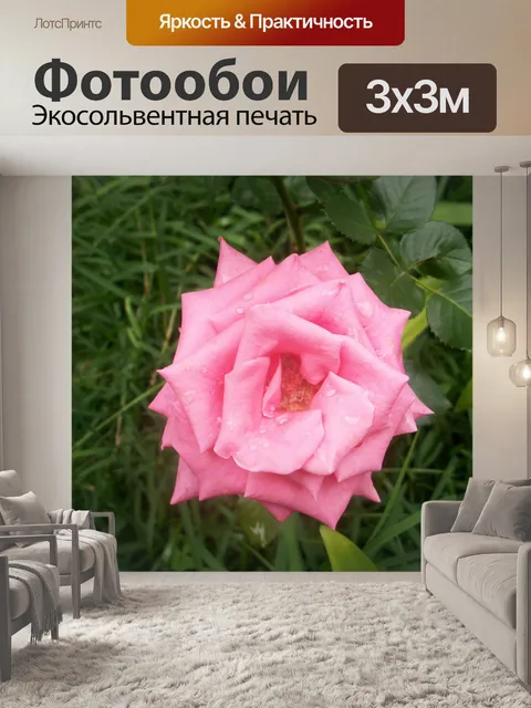 Фотообои Pink Rose