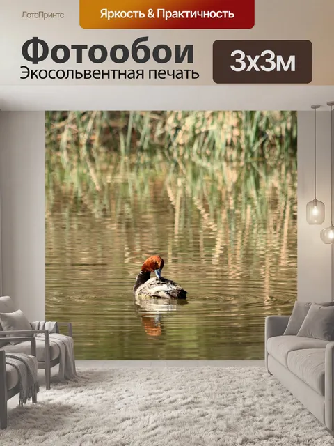 Фотообои Рыжий утка, ухаживающий за прудом