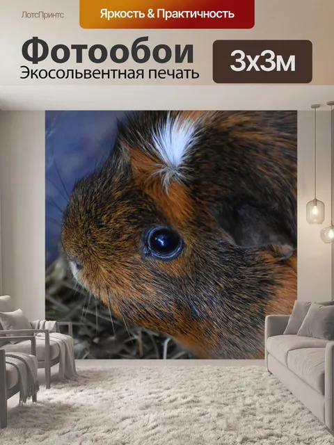 Фотообои Морская свинка