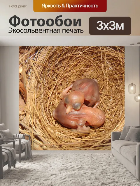 Фотообои Птицы