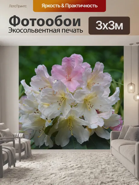 Фотообои Рододендрон цветы