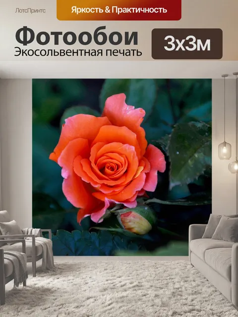 Фотообои Роза