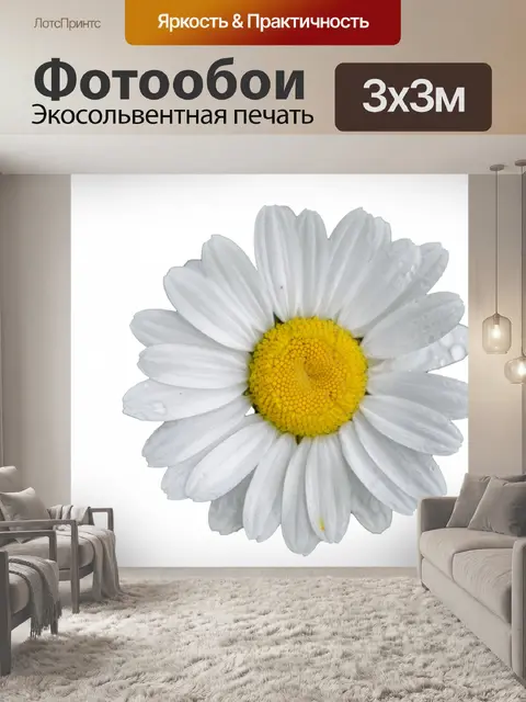Фотообои Цветок ромашки Белый фон