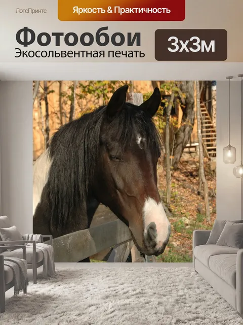 Фотообои Лошадь