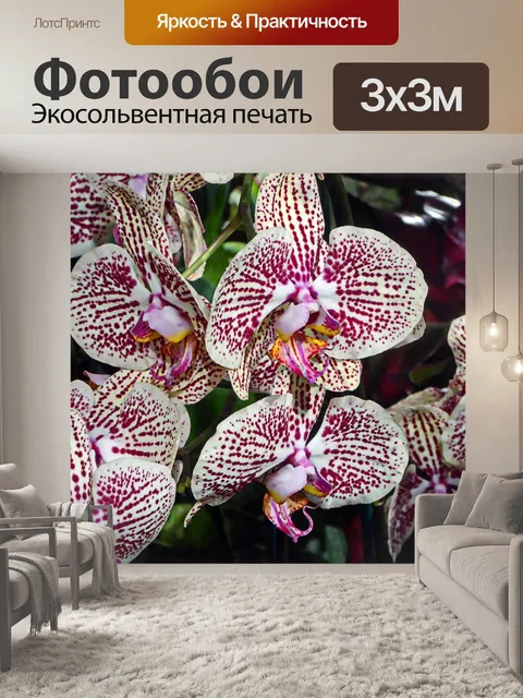 Фотообои Розовые и белые орхидеи