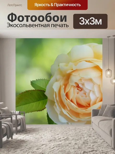 Фотообои Фотография Цветка Розы