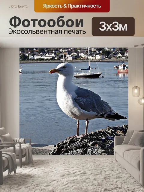 Фотообои чайка в Конви