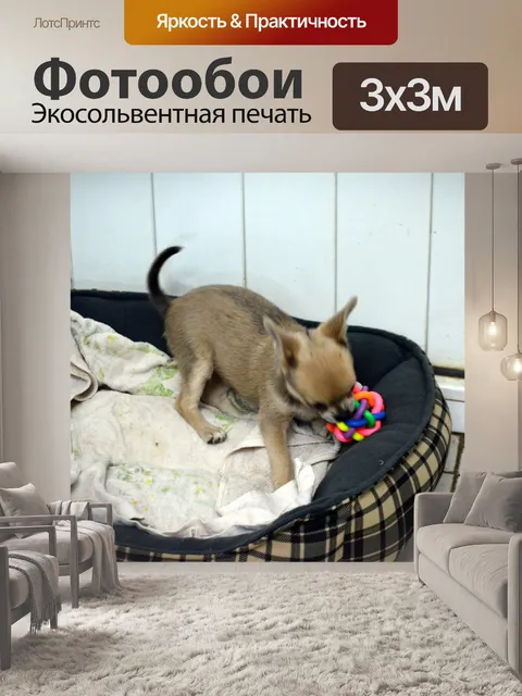 Фотообои Щенок Чихуахуа