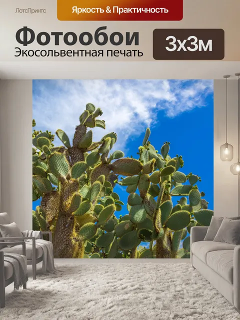 Фотообои Кактус против голубого неба