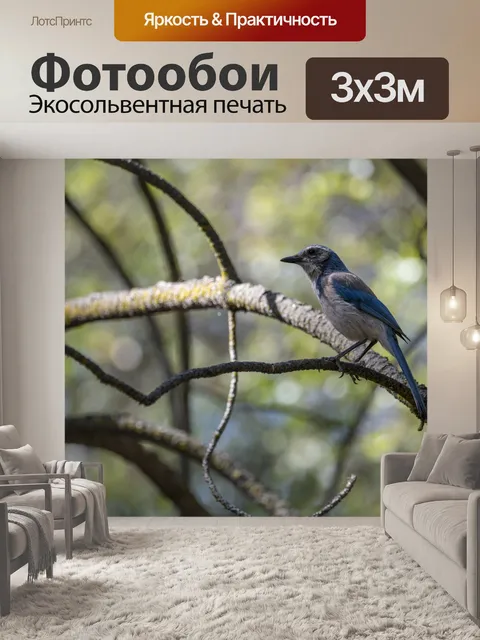 Фотообои Скраб Голубая сойка