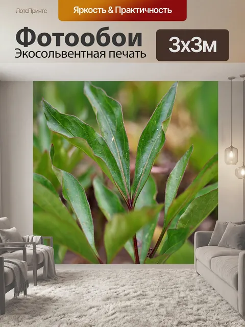Фотообои Молочно-белый пион