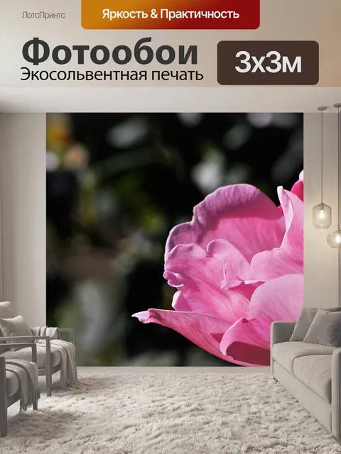 Фотообои Свет и тень на розовой розе