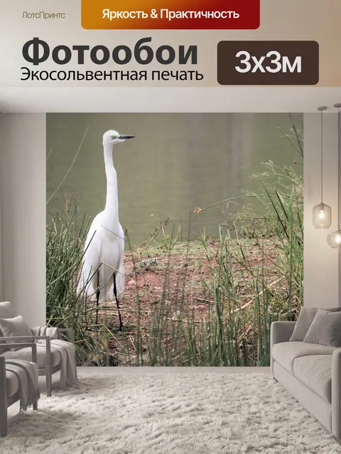 Фотообои Большая белая цапля