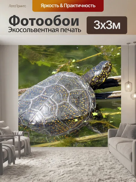 Фотообои Черепаха