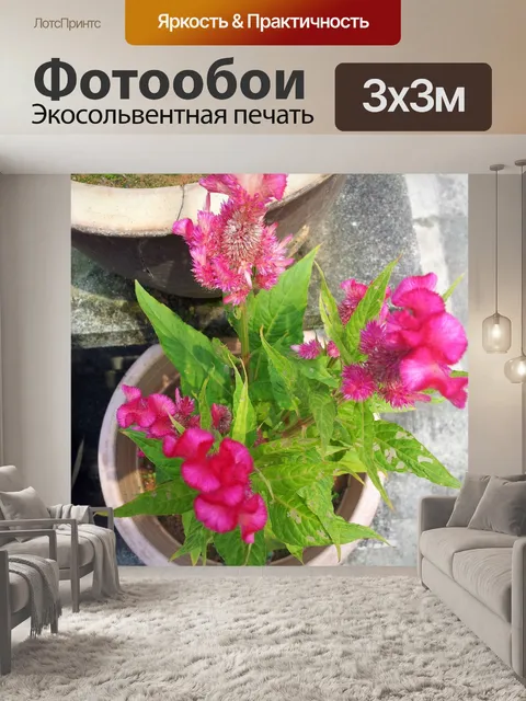 Фотообои петушиный гребень цветок в цветении