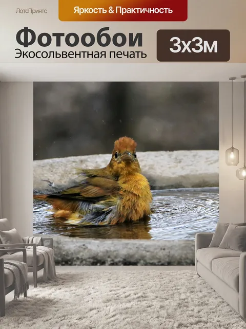 Фотообои Летний танагер в птичьей ванне 2