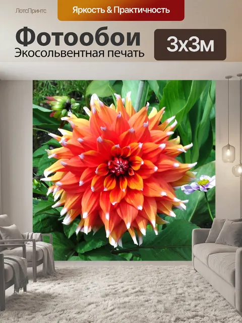 Фотообои Белый цветок георгин чаевые