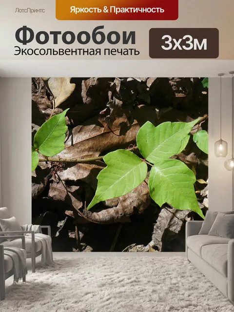 Фотообои Ядовитый плющ