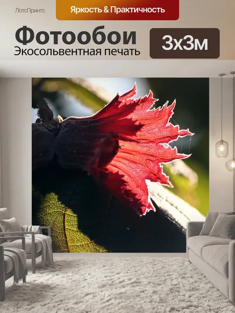 Фотообои Фундук