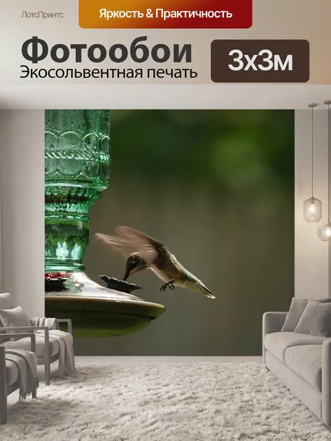 Фотообои Колибри