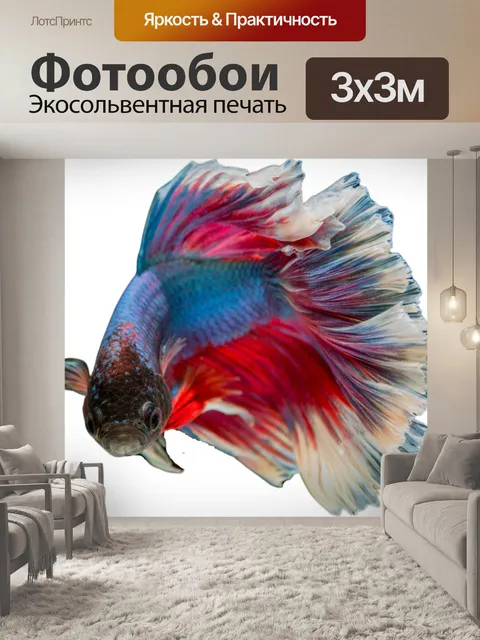 Фотообои Сиамская бойцовая рыбка Бетта