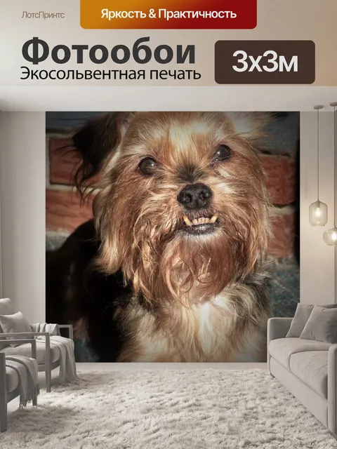 Фотообои Йоркширский терьер