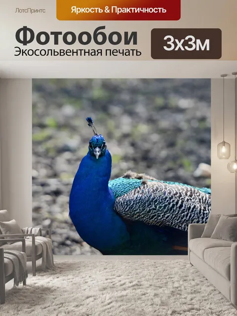 Фотообои Павлин - подробности
