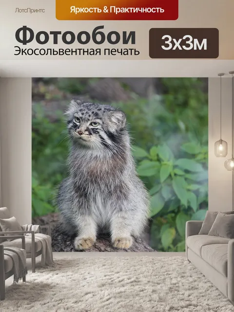 Фотообои Манул