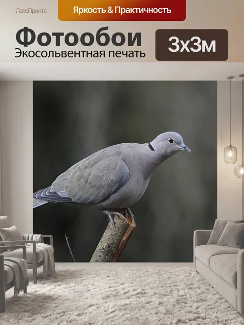 Фотообои Лесной голубь