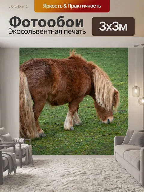 Фотообои Пони, шетландские пони