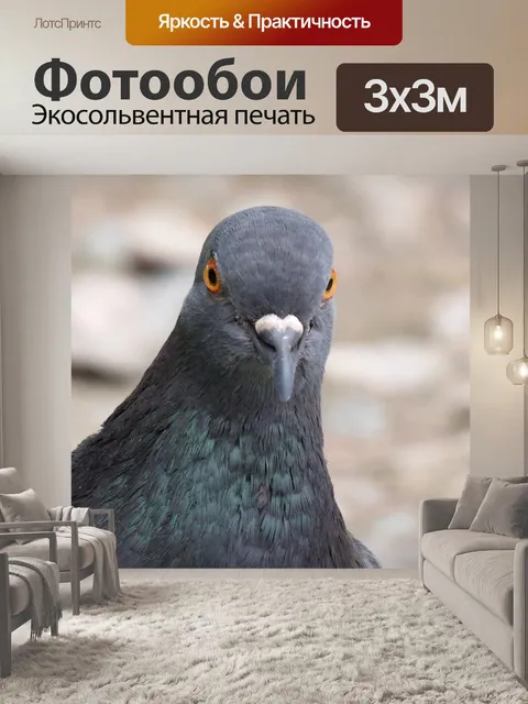 Фотообои Голубь