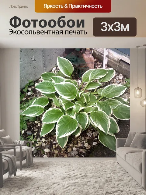 Фотообои Зеленые растения