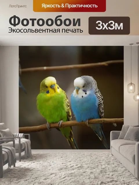 Фотообои Волнистый попугайчик попугай птица