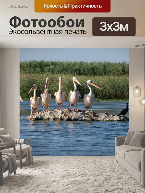 Фотообои Большие белые пеликаны