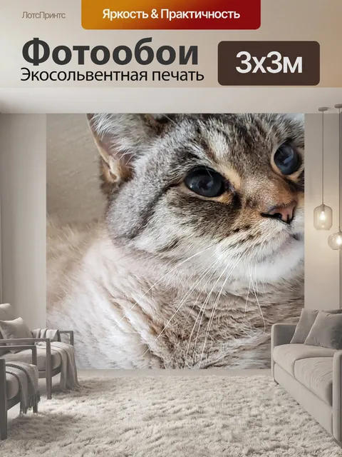 Фотообои часть сиамская кошка