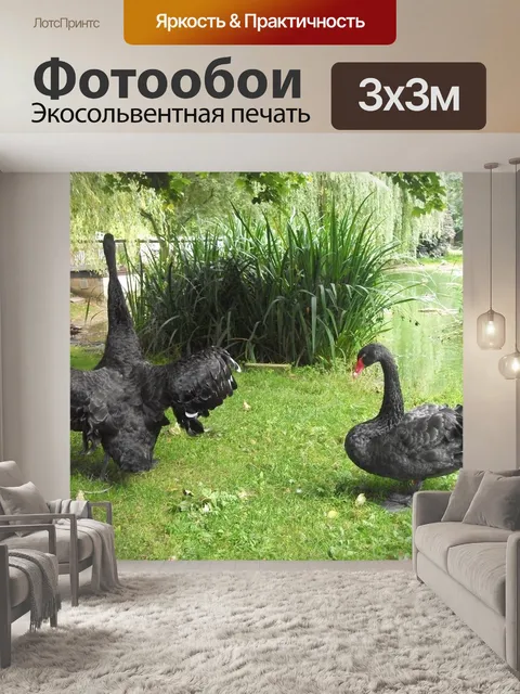 Фотообои Черные лебеди