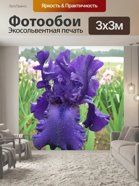 Фотообои фиолетовый ирис