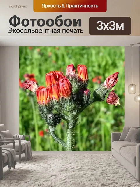 Фотообои Полевые цветы