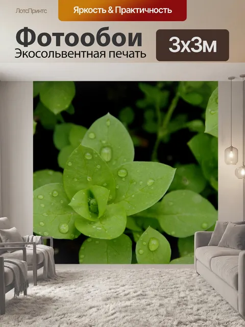 Фотообои Молодое зеленое растение с каплями воды