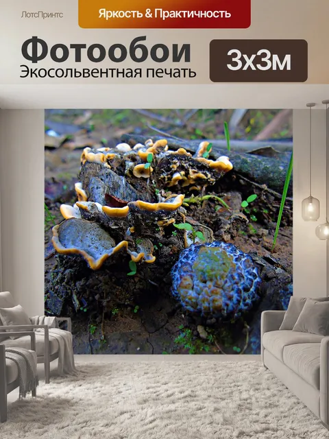 Фотообои Грибы