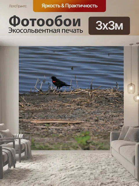 Фотообои Красная крылатая черная птица