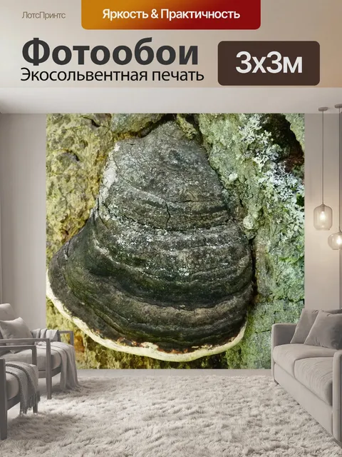 Фотообои Грибок