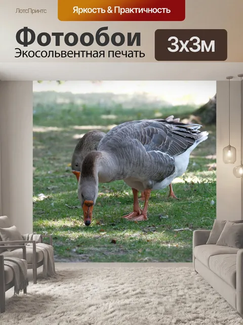 Фотообои Серый гусь на лугу