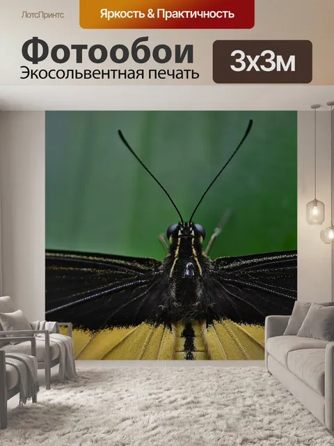Фотообои Бабочка