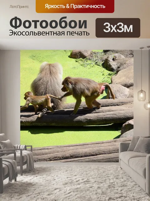 Фотообои Hamadryas бабуины