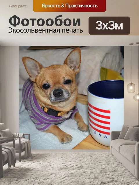 Фотообои Чихуахуа