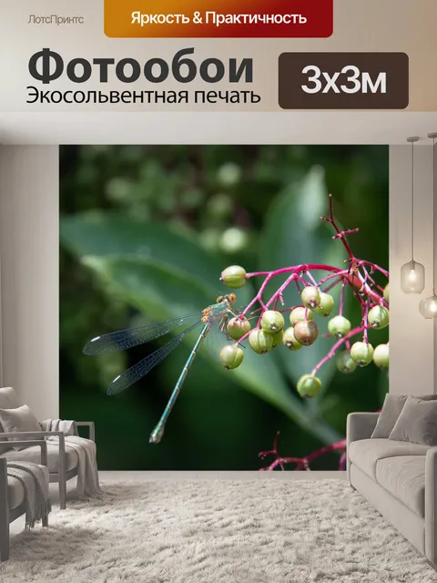 Фотообои Стрекоза, насекомое