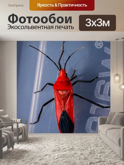 Фотообои Жук